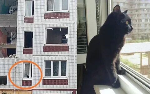 Ногинск животные