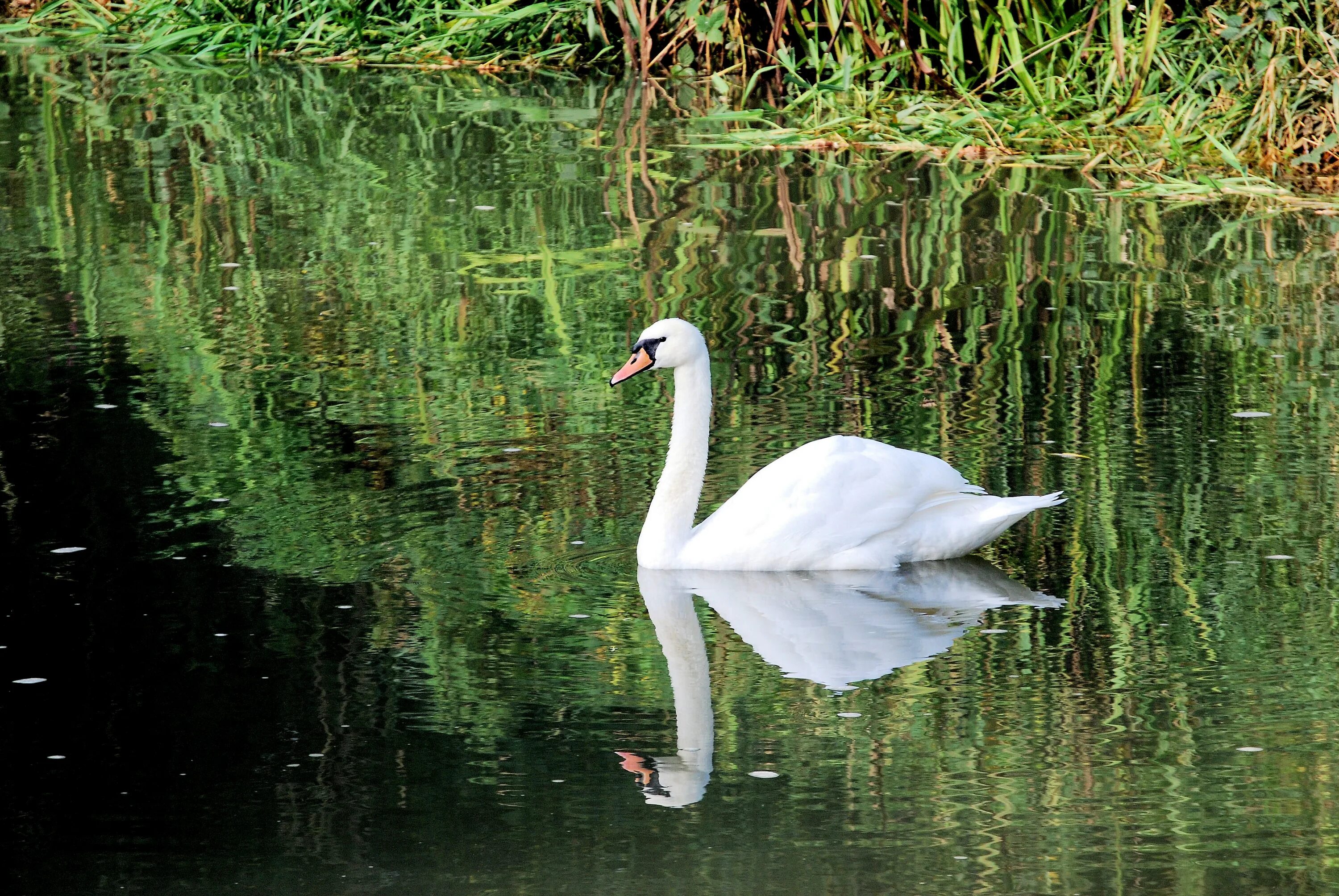 Белый лебедь Белореченск. Лебедь. Лебеди в пруду. Лебедь отражение.