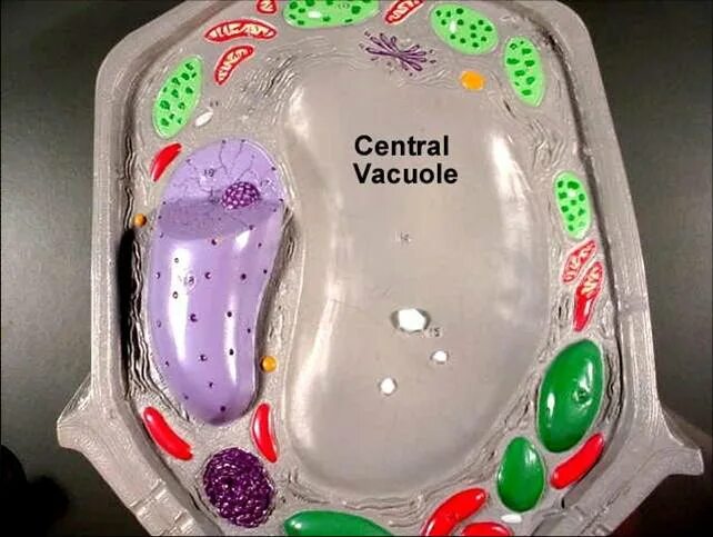 Central vacuole. Тонопласт. Vacuole Eye. Lytic vacuole. Полость в цитоплазме клетки 7