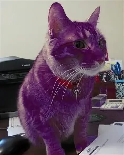 Purple cat. Чат с purple_cats. Проект purple cat заработок. Purple cat. Проект purple cat заработок.