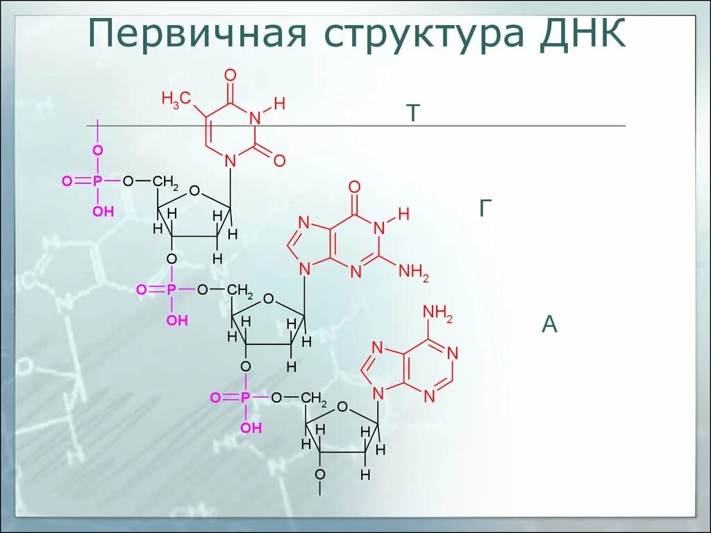 Химические соединения днк. Вторичная структура РНК формула. Фрагмент первичной структуры ДНК. Первичная структура РНК формула. Структура РНК формула.