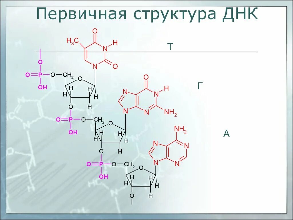 Днк готов. Вторичная структура РНК формула. Фрагмент первичной структуры ДНК. Первичная структура РНК формула. Структура РНК формула.