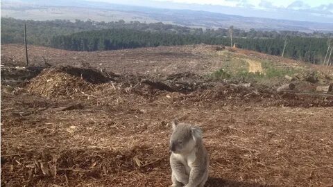 Destruction of wildlife