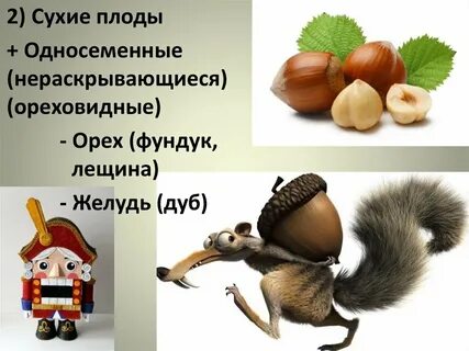 Ореховидные плоды