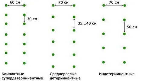 Посадка перца расстояние между растениями