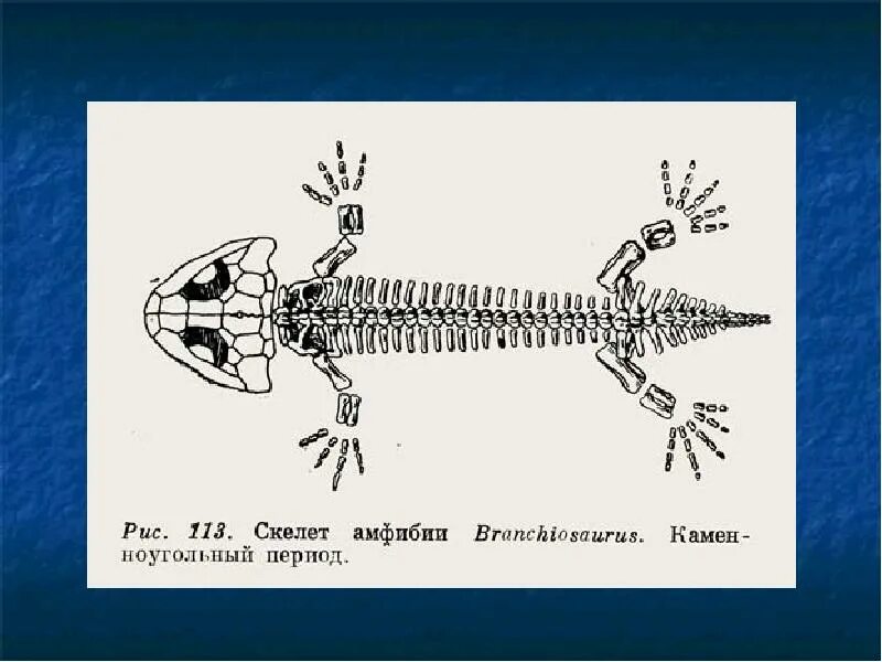 Скелет костной рыбы 7 класс биология. Скелет рыбы 7 класс. Строение скелета речного окуня. Скелет костистой рыбы речной окунь биология 7 класс. Внутреннее строение костной рыбы скелет.