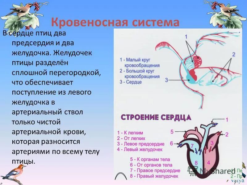 Сердце птиц состоит из камер