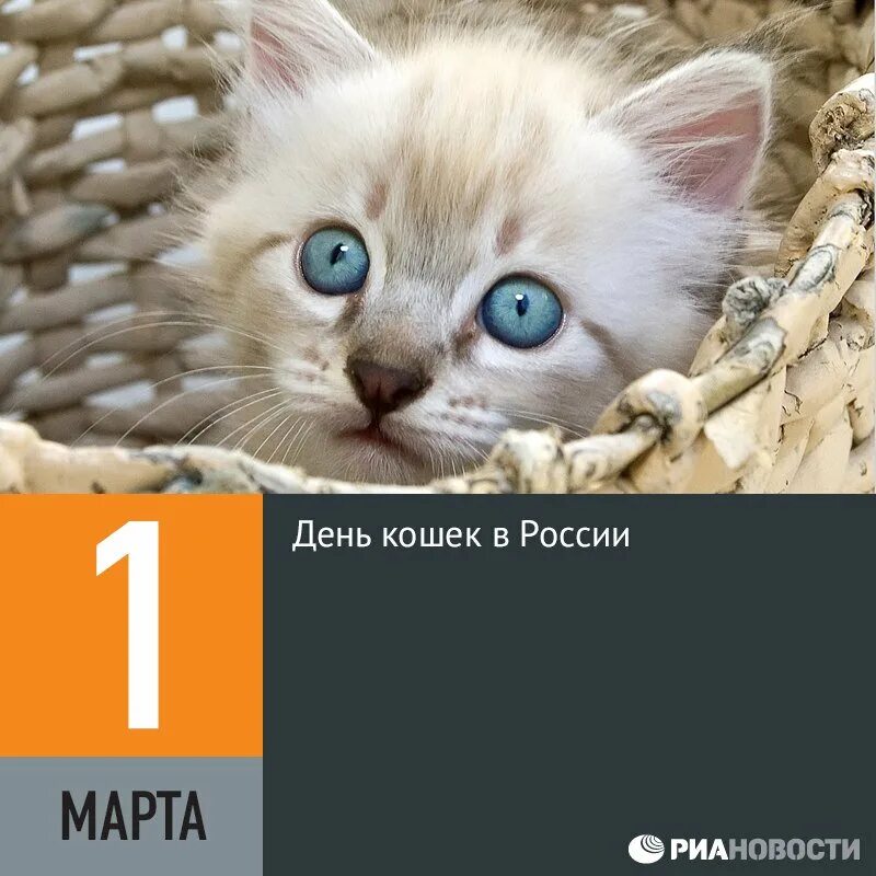 День котиков в россии. День кошек. День кошек в России. Всемирный день кошек 8 августа.