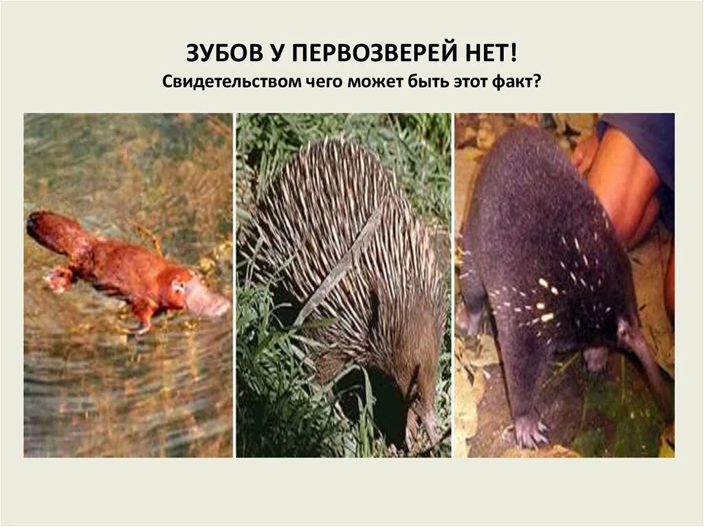 Яйцекладущее млекопитающее 7