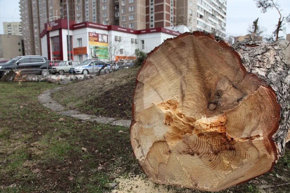 Вырубка сухих деревьев. Дерево срублено. вырубка деревьев в городе. огромное дерево которое срубили. вырубка деревьев в коломенском.