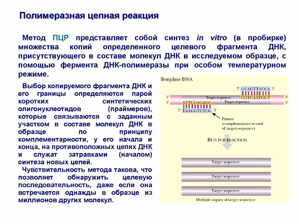 Днк метод полимеразной цепной