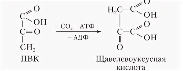 Яблочная кислота щавелевоуксусная кислота