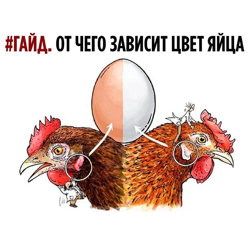 Как петух оплодотворяет яйцо. Петух оплодотворяет курицу. Половые органы курицы и петуха. Воспаление яйцевода у курицы. Как петух оплодотворяет яйцо.