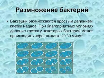 Деление клетки 8 класс биология кратко