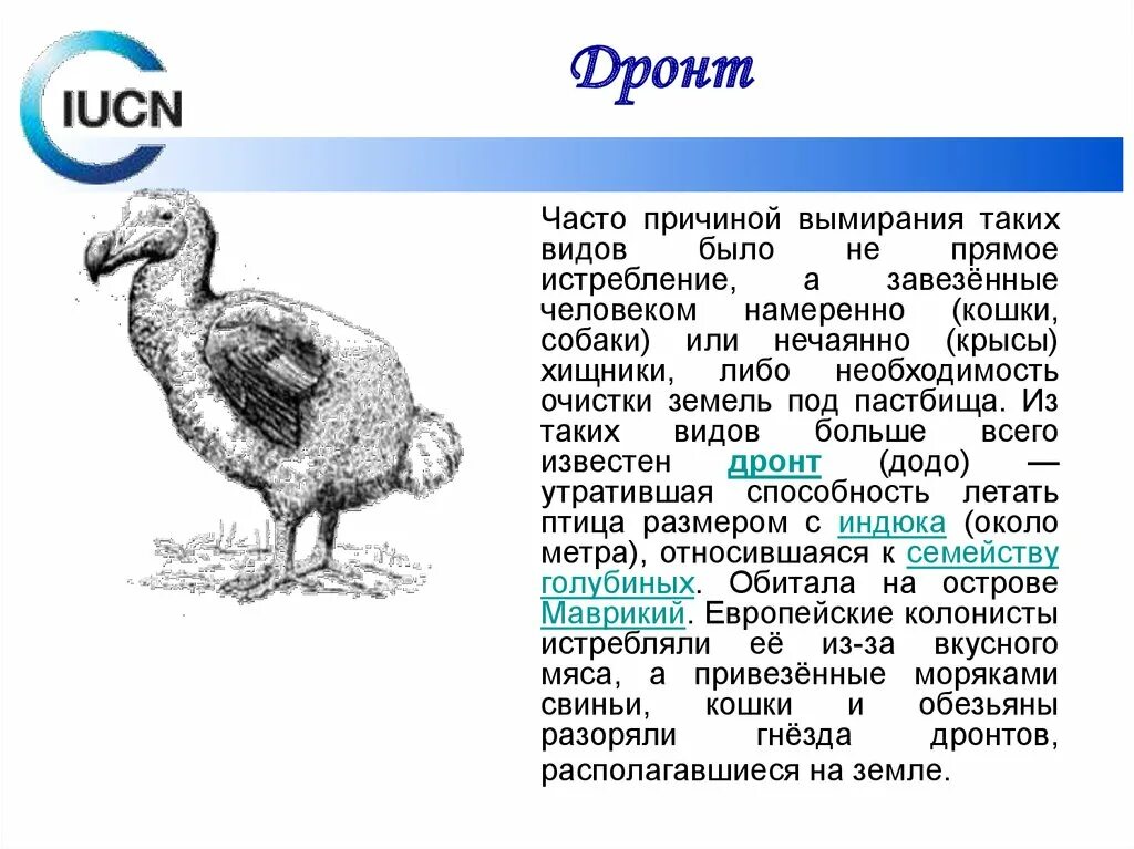 Почему вымерли додо. Дронт птица. животные истребленные человеком дронт. причины вымирания видов птицы дронт. птица додо.
