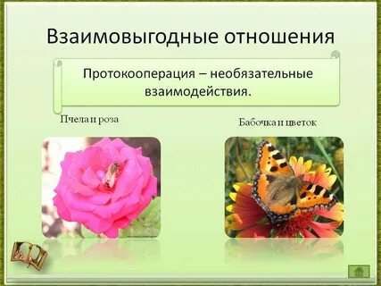 Вид взаимовыгодных отношений