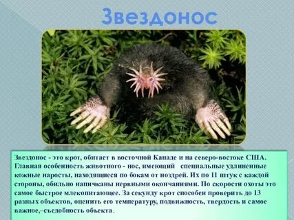 Кроты проверочное