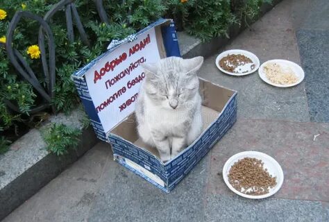 Даю деньги на еду