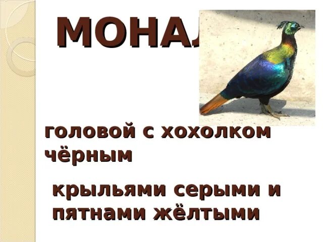 Монал. Монал птица описание. Монал это родной язык. Монал это родной язык 2 класс.