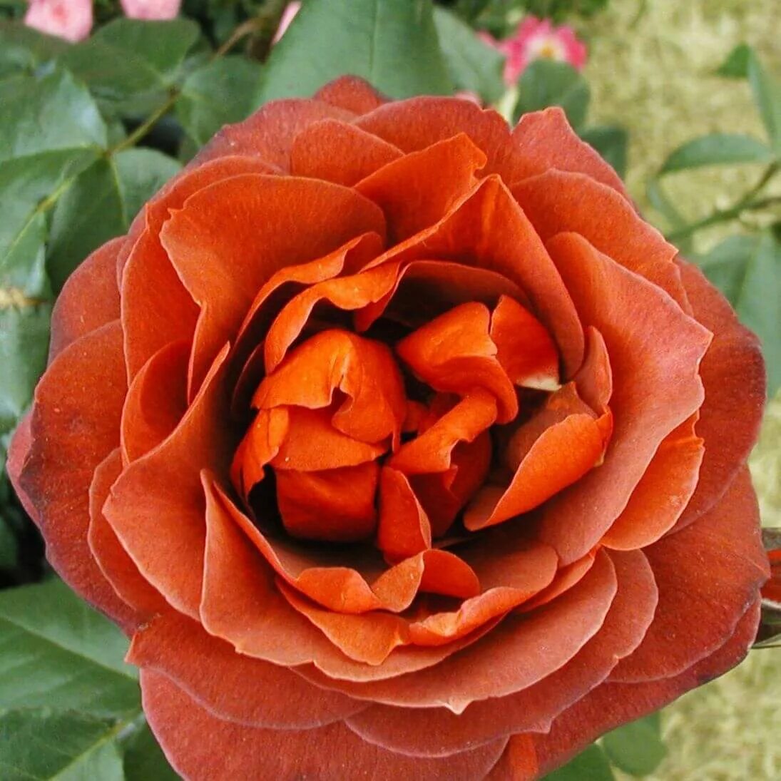 жиро де лен