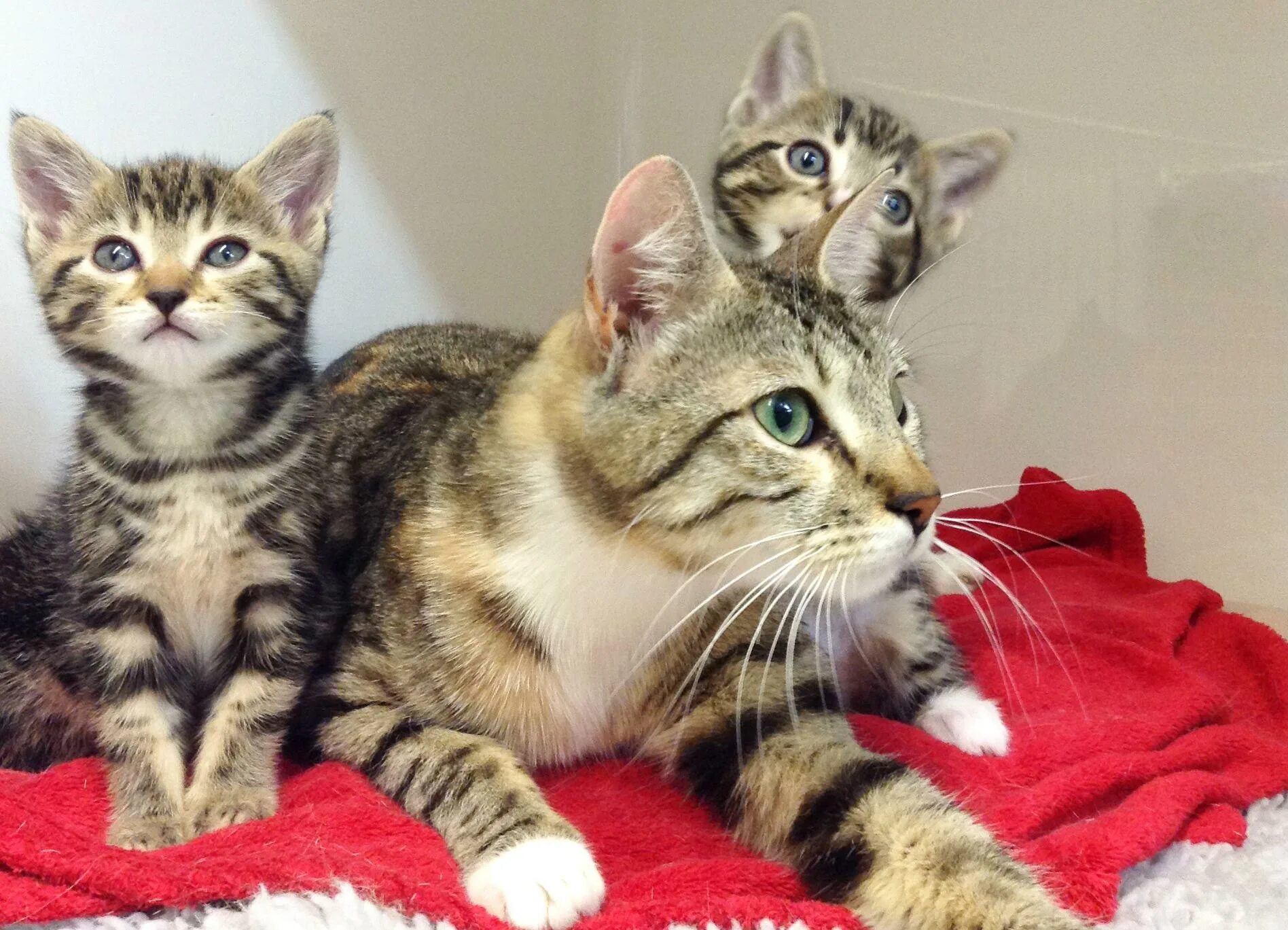 Kitten for 2