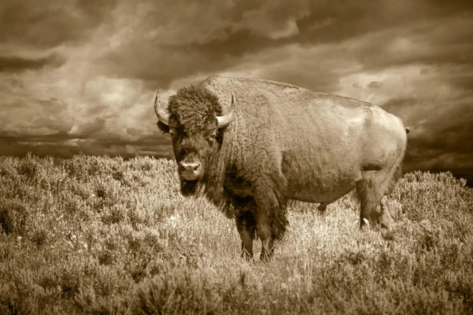 Buffalo Bisons. Американский Буффало. Вайоминг буйвол. North American Bison.