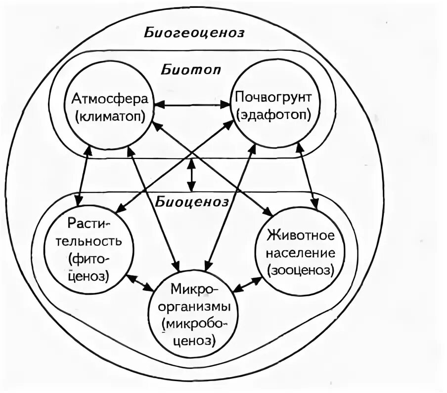 Плотность биогеоценоза. Схема взаимодействия компонентов биогеоценоза. схему взаимосвязей компонентов экосистемы. сообщество экосистема биогеоценоз таблица. схема взаимодействий компонентов биогеоценоза («звезда сукачева»).