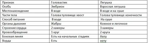 Характеристики которые есть у молодого головастика