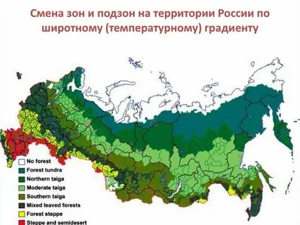 Границы хвойного леса
