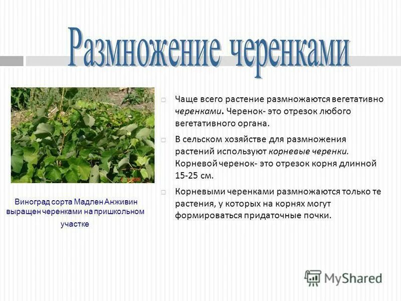 Что означает вегетативный. Вегетативное размножение бальзамина. Вегетативная форма растений. Биология вегетативное размножение цветковых растений.