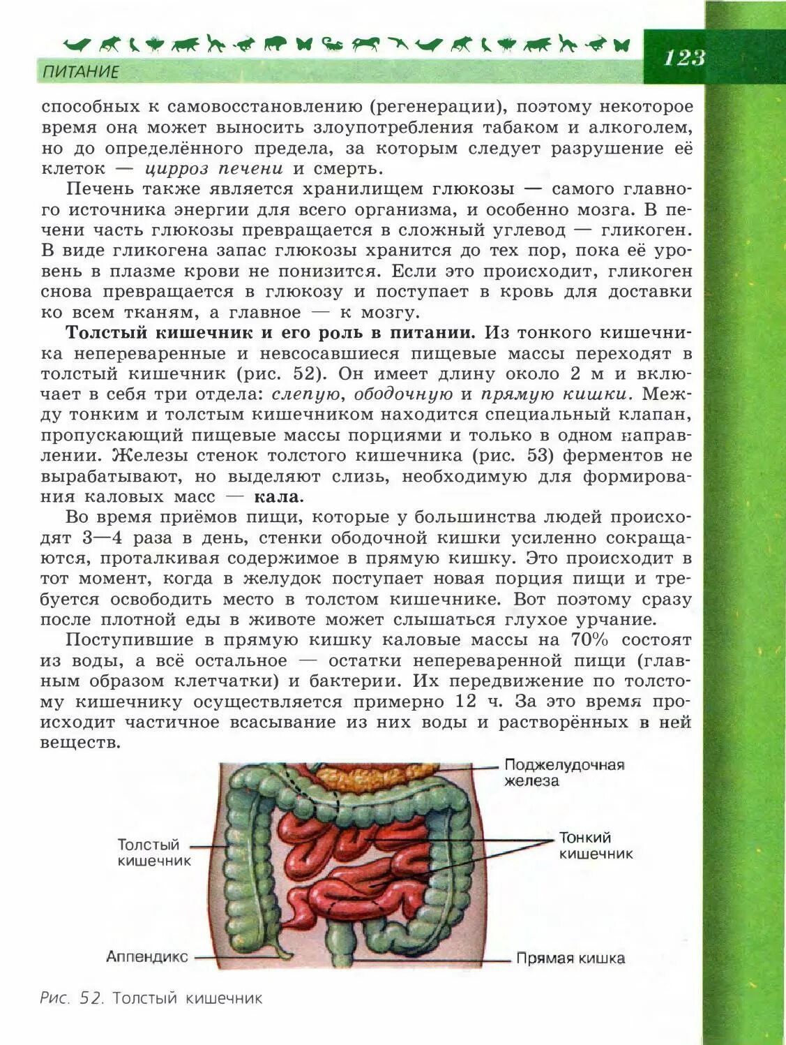 Толстый кишечник 8 класс. Биология 8 класс учебник Пасечник анатомия. Строение Толстого кишечника 8 класс биология. Тонкая кишка биология 8 класс. Толстый кишечник биология 8 класс.