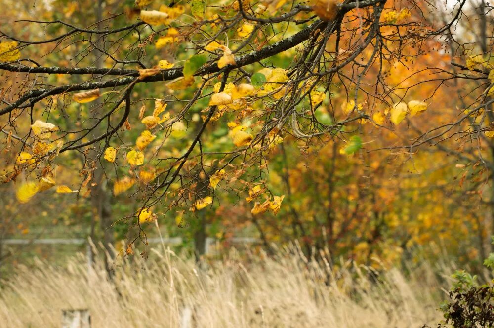 осенний дождь. дождливый осенний день. дождь осенью. ожидаться погода. дождливый осенний день.