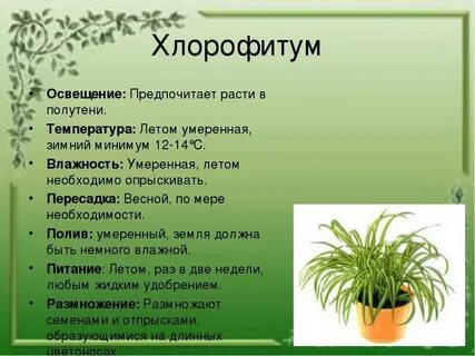 Комнатные растения кратко