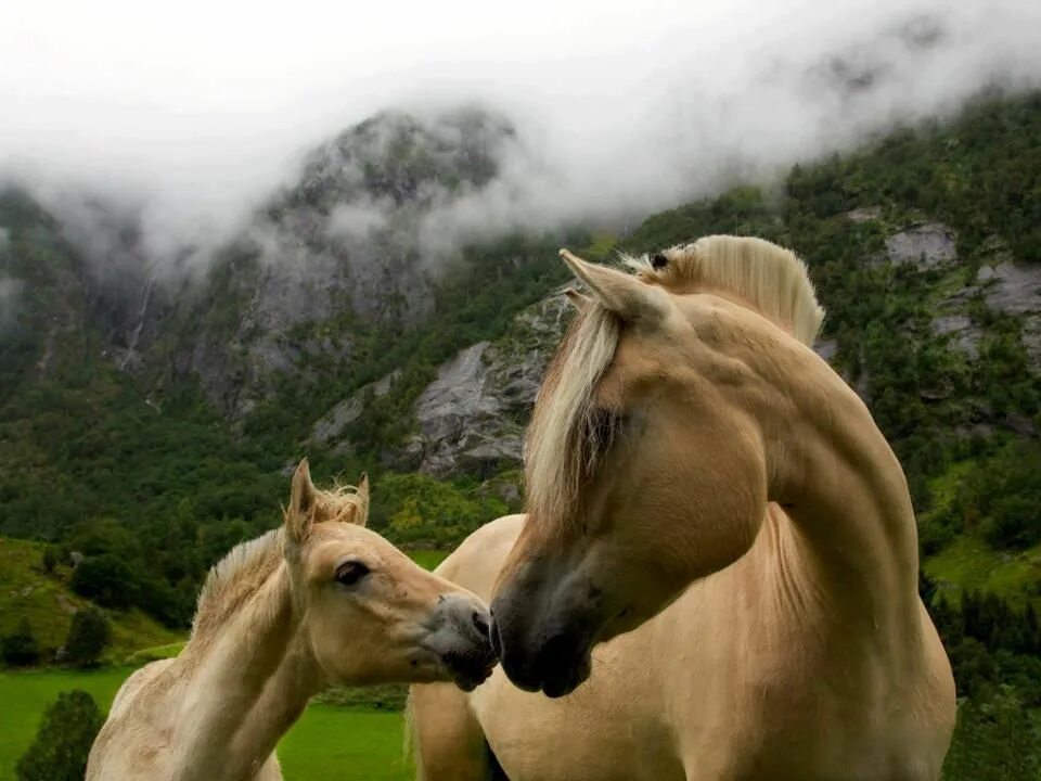 Two horse. Фьорд лошадь жеребенок. Красивый конь. Лошади на рабочий стол. Красивые лошадки.