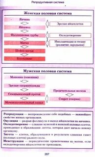 Анализы репродуктивной системы
