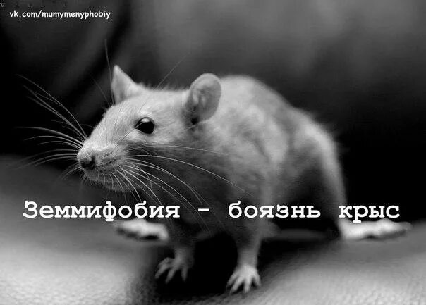 Как называется боязнь крыс. Фобия мышей. земмифобия боязнь крыс.