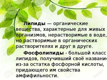 Питание органическими веществами