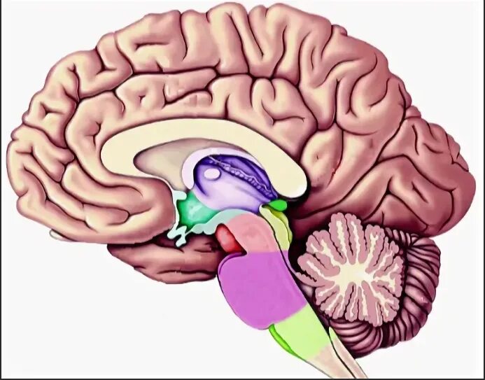 Продолговатый мозг мост и мозжечок. Таламус мозжечок. Головной мозг таламус и гипоталамус. Гипоталамус и продолговатый мозг. Мозг без подписей