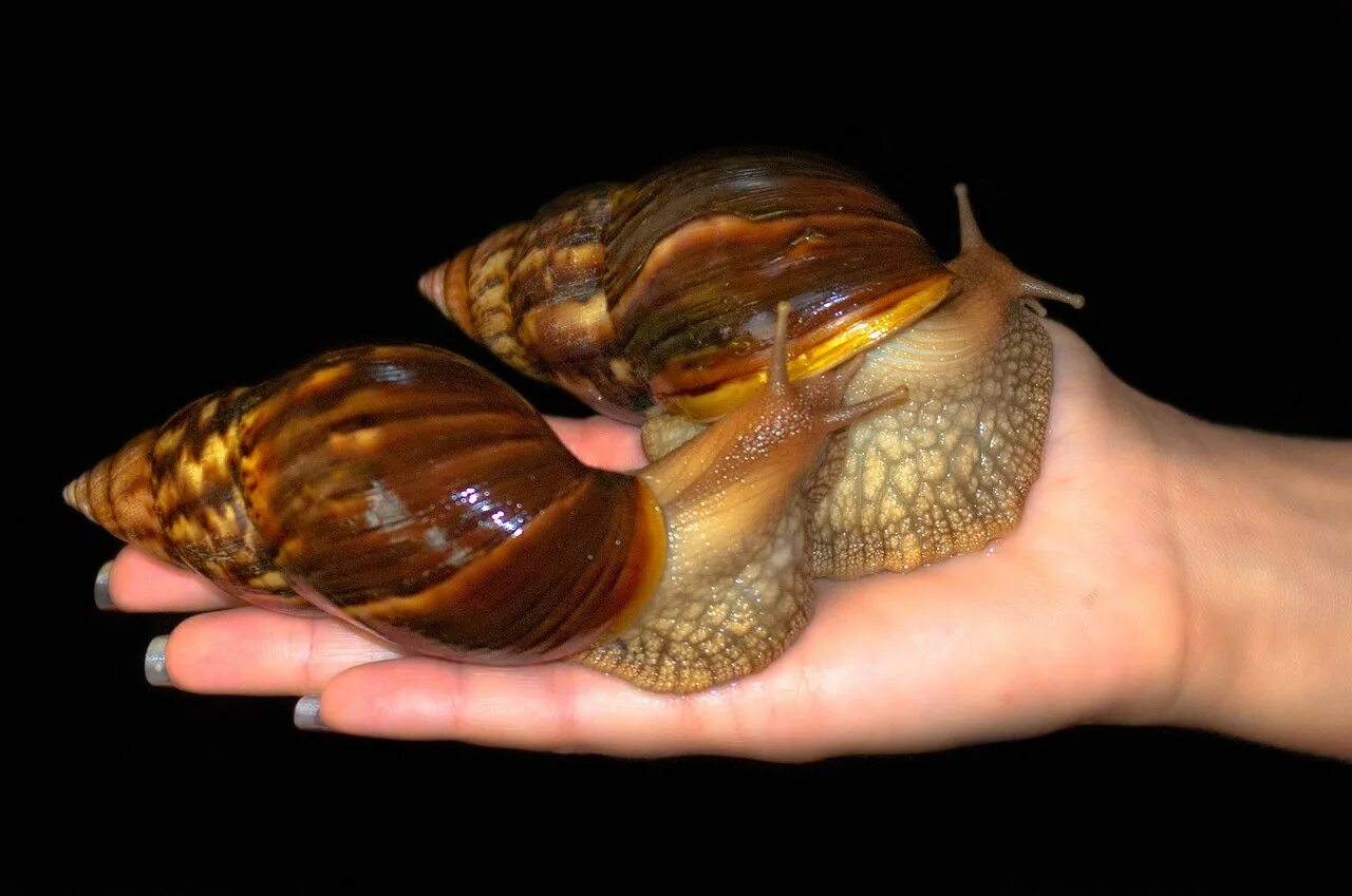 африканская улитка ахатина. ахатина моллюск. улитка афалина. самая большая улитка ахатина. гигантская улитка ахатина.