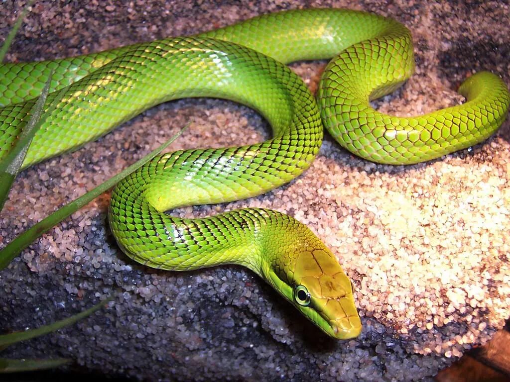 Snake walk