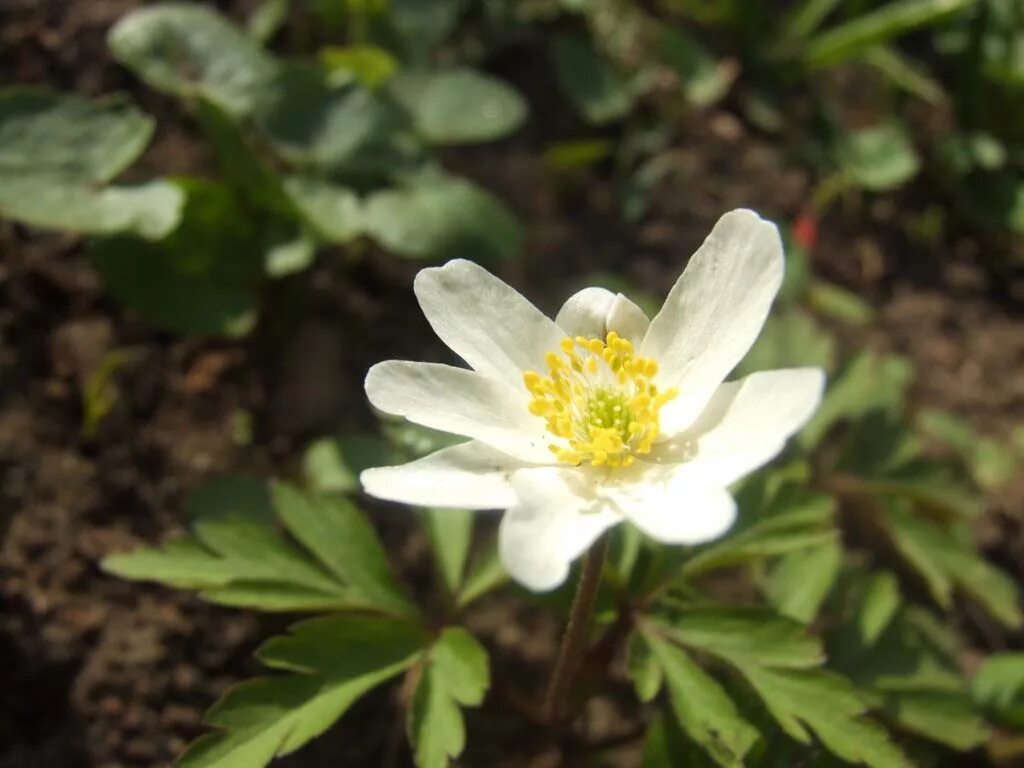 Лютик белый. Анемона лесная (ветреница лесная). Ветреница лютичная. Анемона лютичная. Ветреница алтайская.