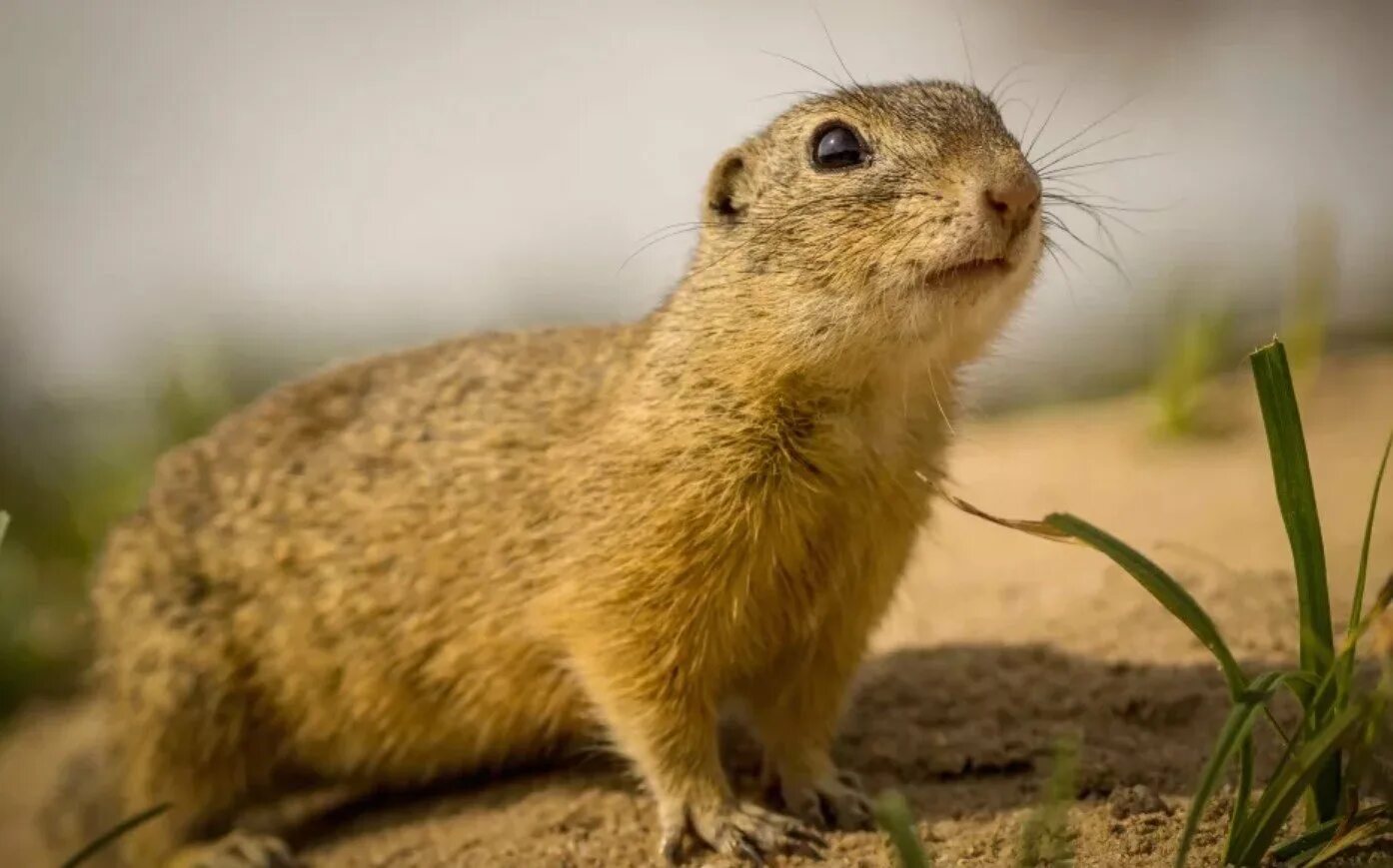 Суслик фото. Амурский длиннохвостый суслик. Citellus lateralis. Ховрах это. Ховрах это.