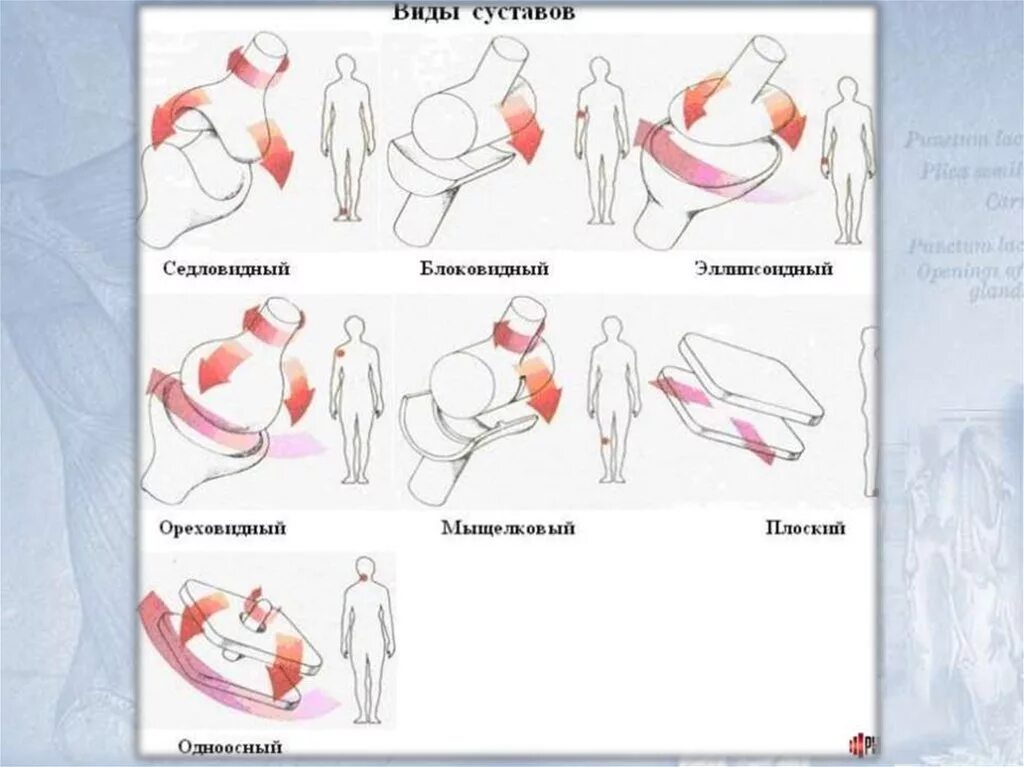 Формы суставов. Виды суставов. Схема суставов человека. Различные формы суставов. Функции движения суставов