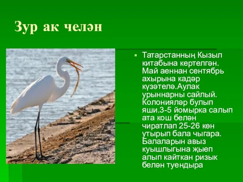 Сынрау торна на курае. Сынрау торна рисунок. Маньчжурский красноголовый журавль. Торна птица на русском. Торна птица на русском.