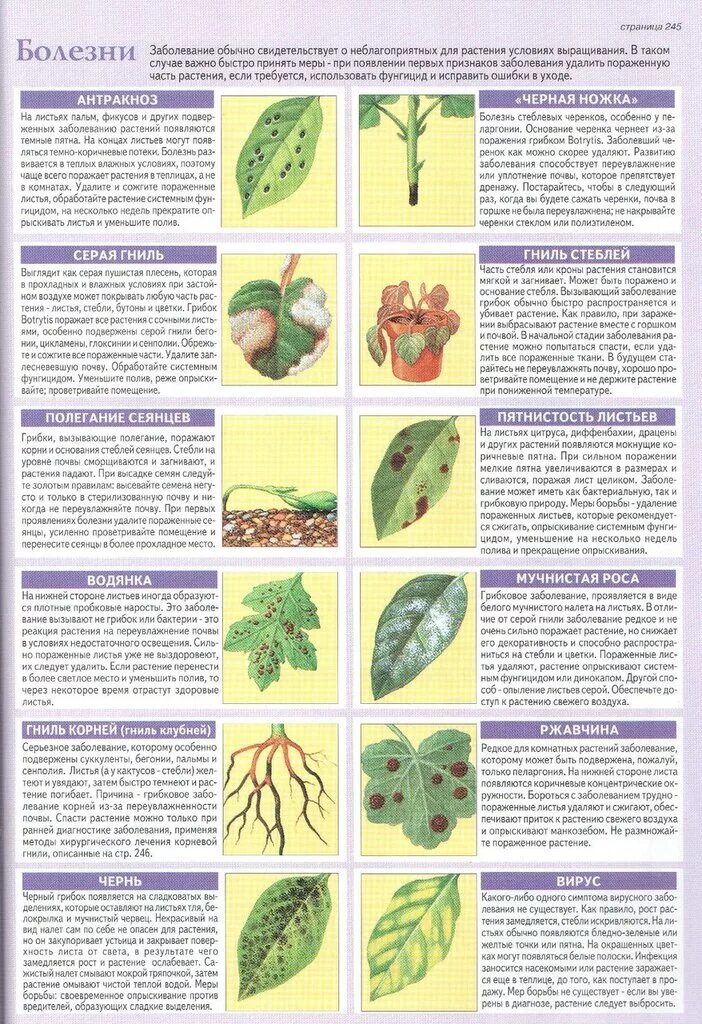 Инфекционные болезни растений типы. Болезни комнатных растений таблица. Болезни растений по листьям. Таблица болезней растений листьев.