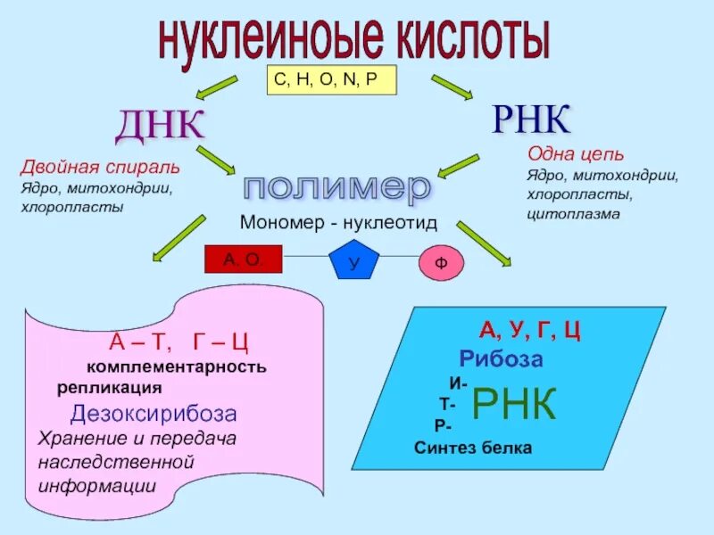 Атф и другие. Химический состав клетки РНК. Нуклеотид АТФ. Химический состав ДНК. Химический состав ДНК И РНК.