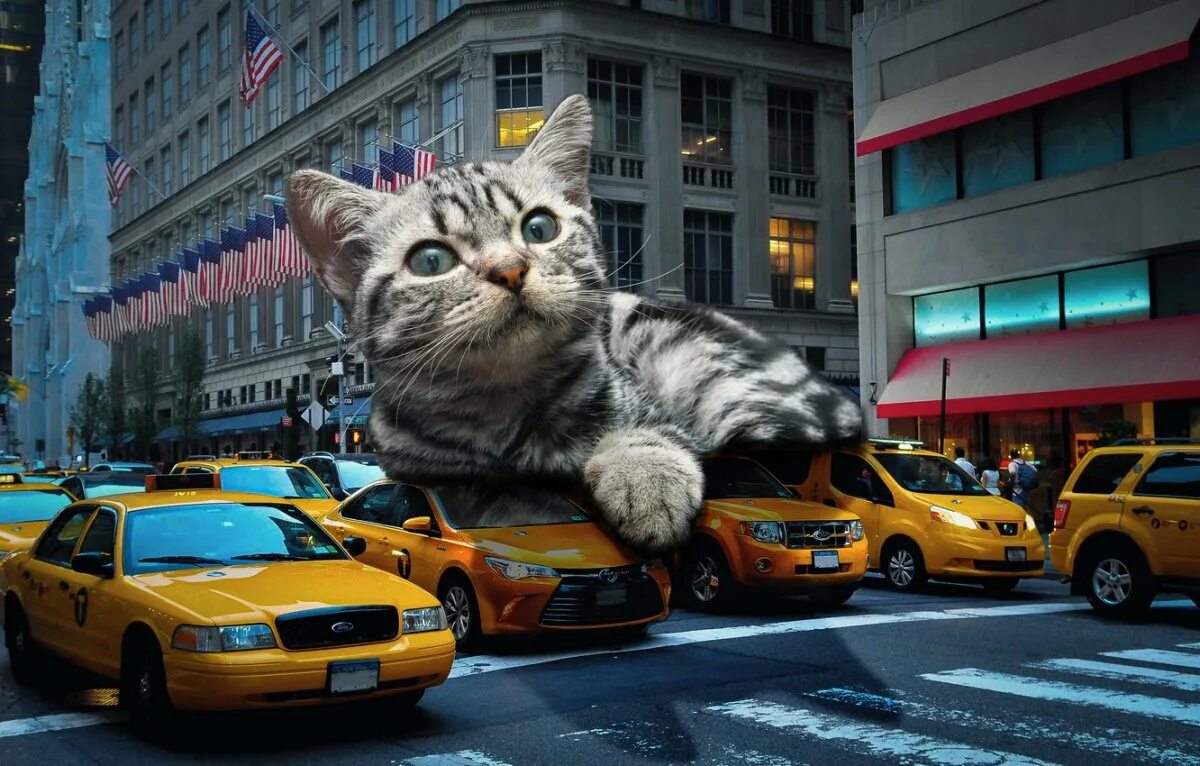 Крутые коты. Кот в машине. Котик на автомобиле. Кот на тачке. Увидеть огромного кота