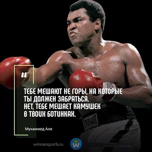 Цитаты пророка мухаммада. Великие цитаты пророка мухаммеда. Мохаммед али цитаты. Слова пророка мухаммада с. Мудрые слова мухаммеда али.