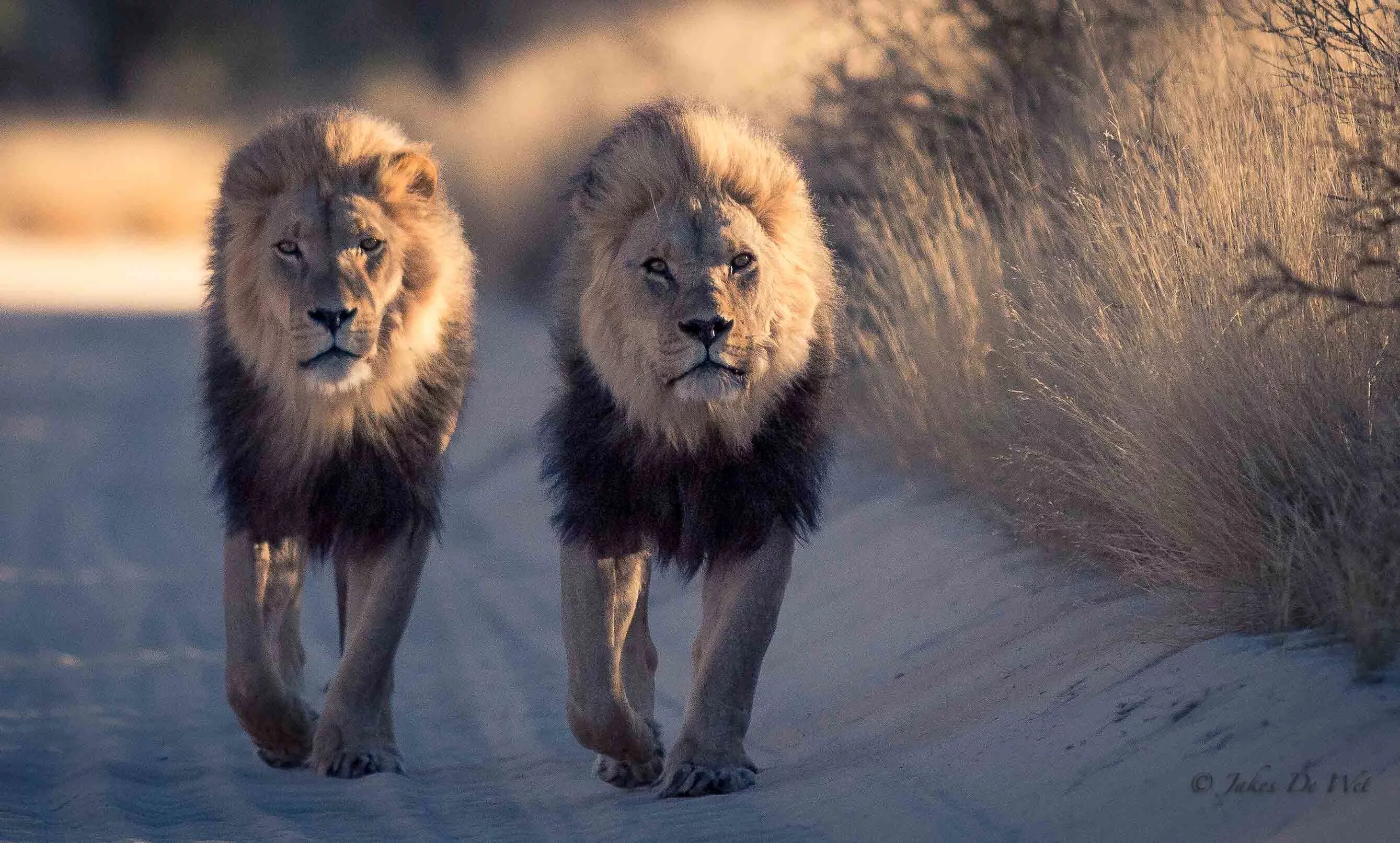 Лева 2 часа. Два брата Льва. Два Льва. Львы братья. Странствующий Лев.