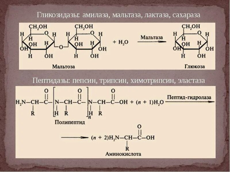 Пепсин формула. Амилаза мальтаза лактаза. реакция расщепления пептида пепсином. реакция катализируемая трипсином. ферментативный гидролиз белков трипсин.